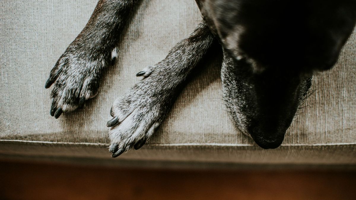 Why do dogs have dewclaws and are they dangerous? PetsRadar