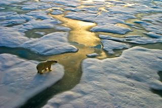 A polar bear standing on sea ice in the Russian Arctic.