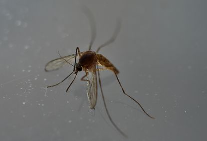 The Zika virus is spread through mosquitos