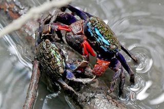 Mangrove crabs