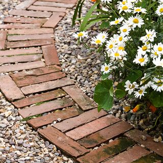 reclaimed red brick garden path with white daisy plant