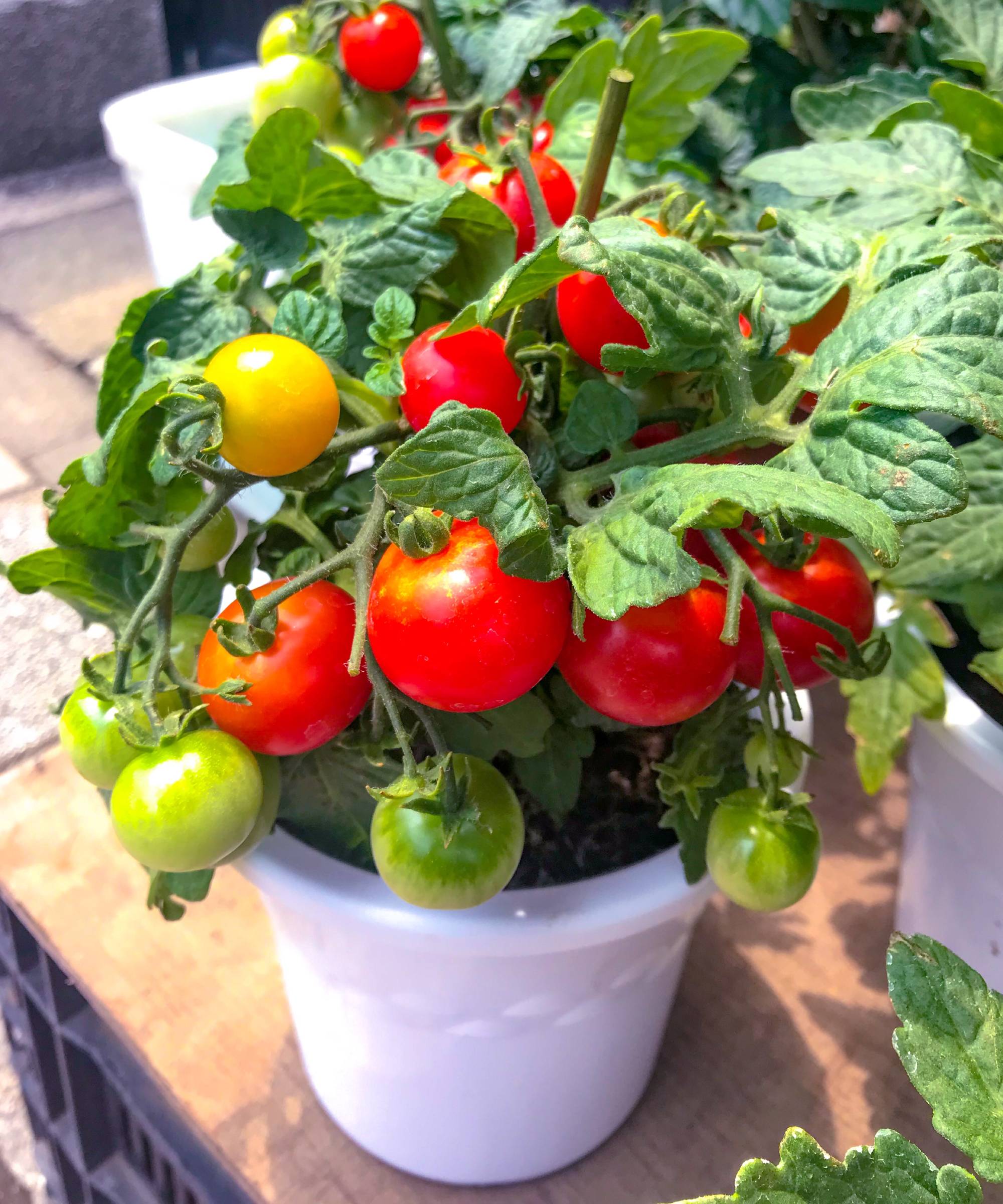 Tomatoes in 5-gallon bucket