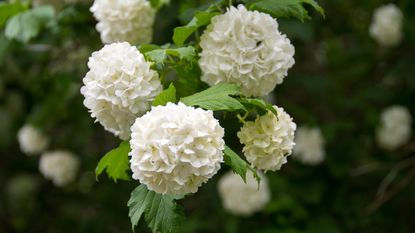 focus on white hydrangea flowers 