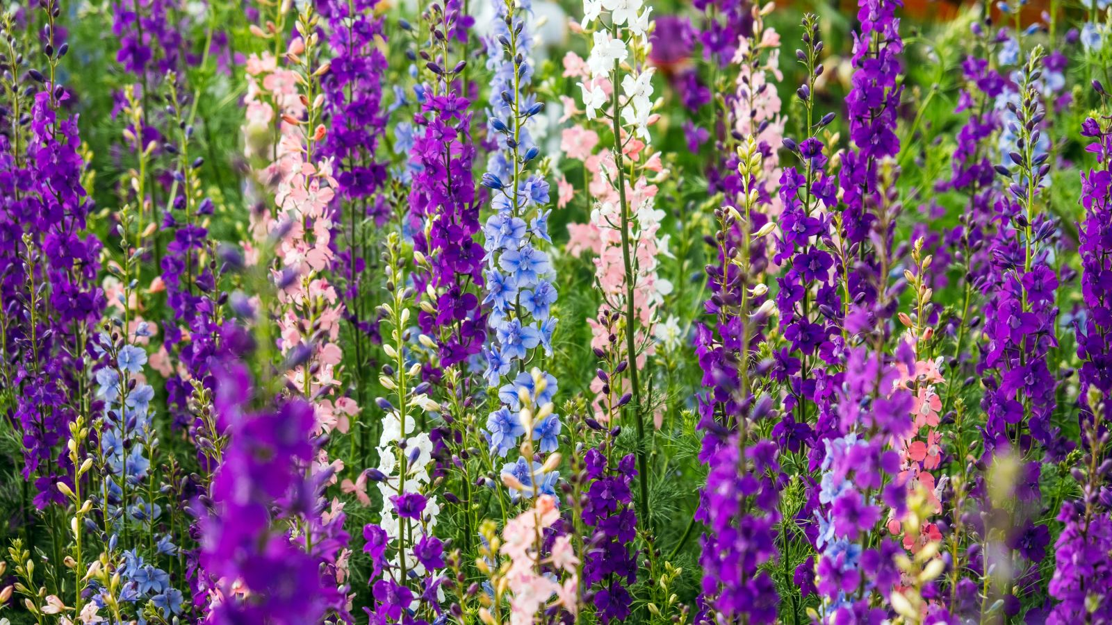 Growing Larkspur Flowers Information On When To Plant Larkspurs Growing Larkspur Flowers Information On When To Plant Larkspurs