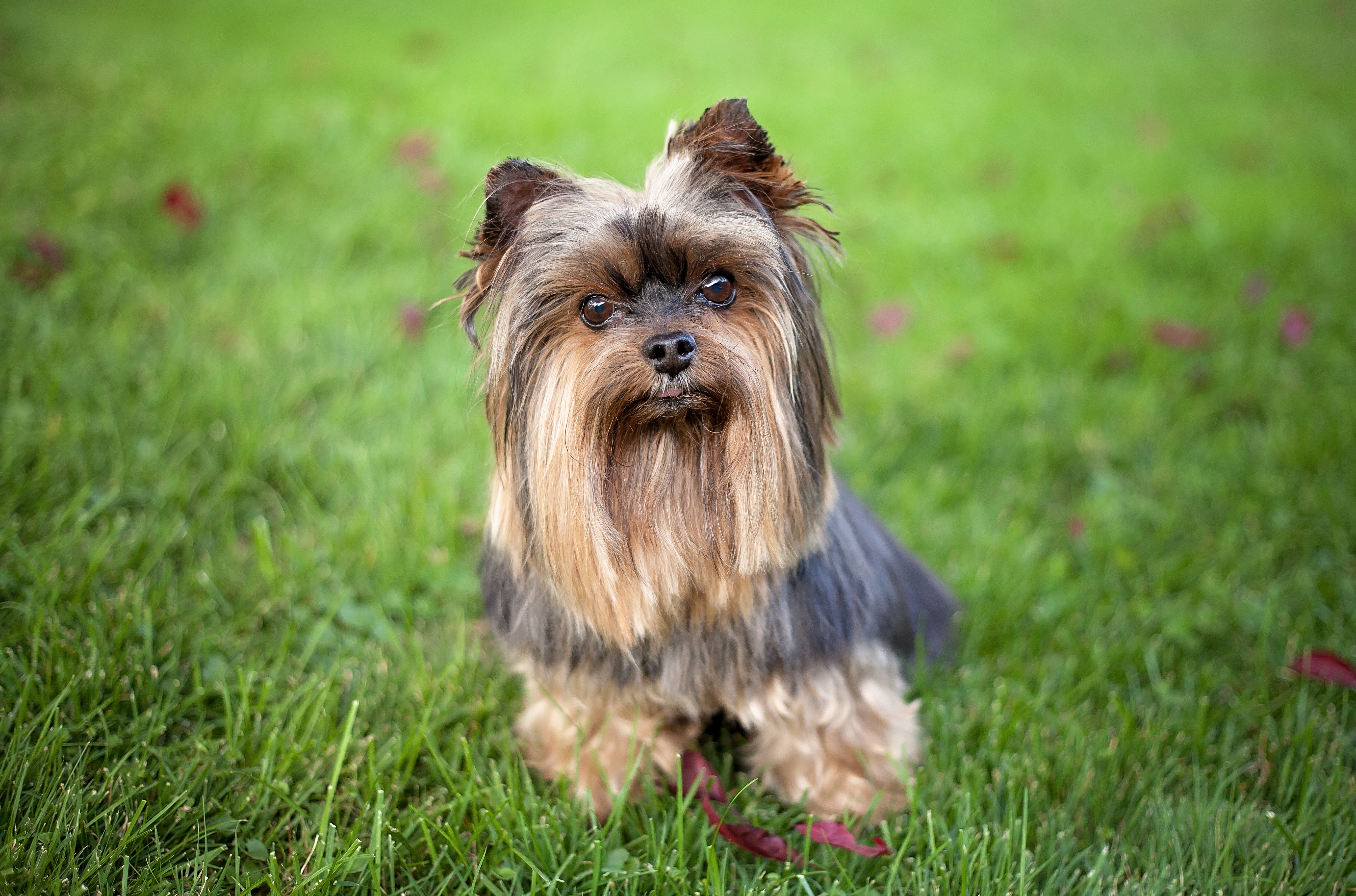 Small Yorkshire Terrier on grass