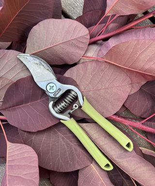 Martha Stewart green pruning shears against foliage