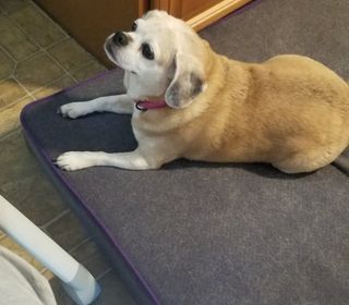 National Dog Day Emma on Purple Mattress