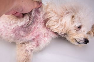 dog dandruff skin condition