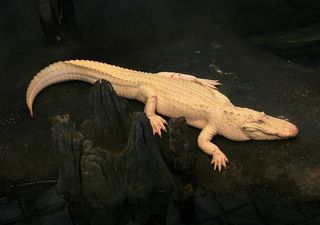 albino Alligator