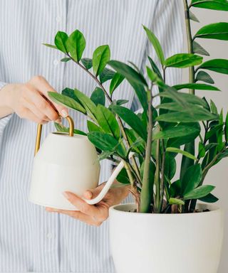 ZZ plant and watering can