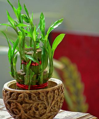 Potted lucky bamboo tied with red ribbon in wooden planter indoors