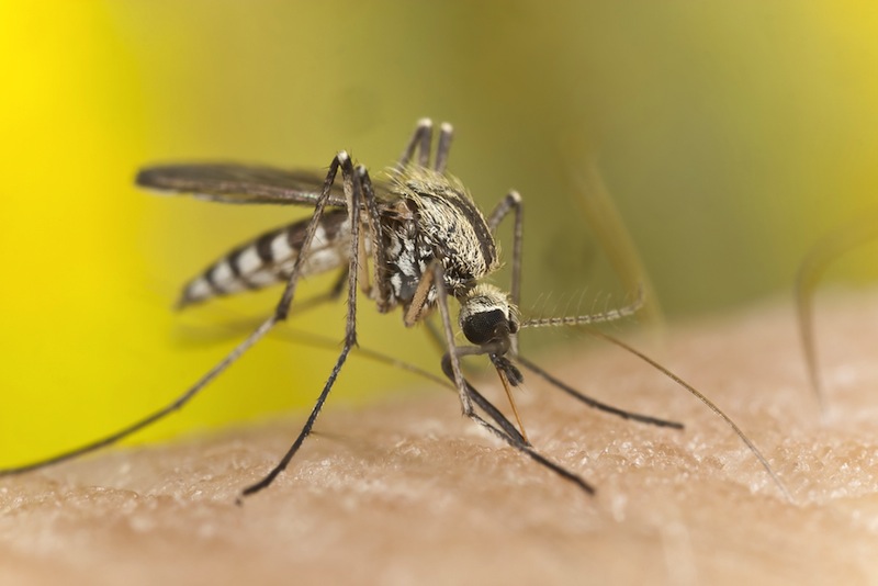 mosquito on skin