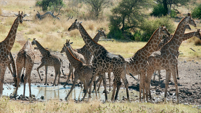 A group of giraffes gather at a watering hole in Etosha National Park, Namibia.
