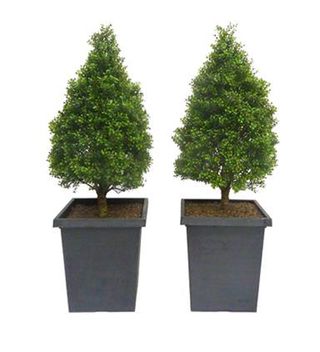 faux trees in grey wooden box with mud