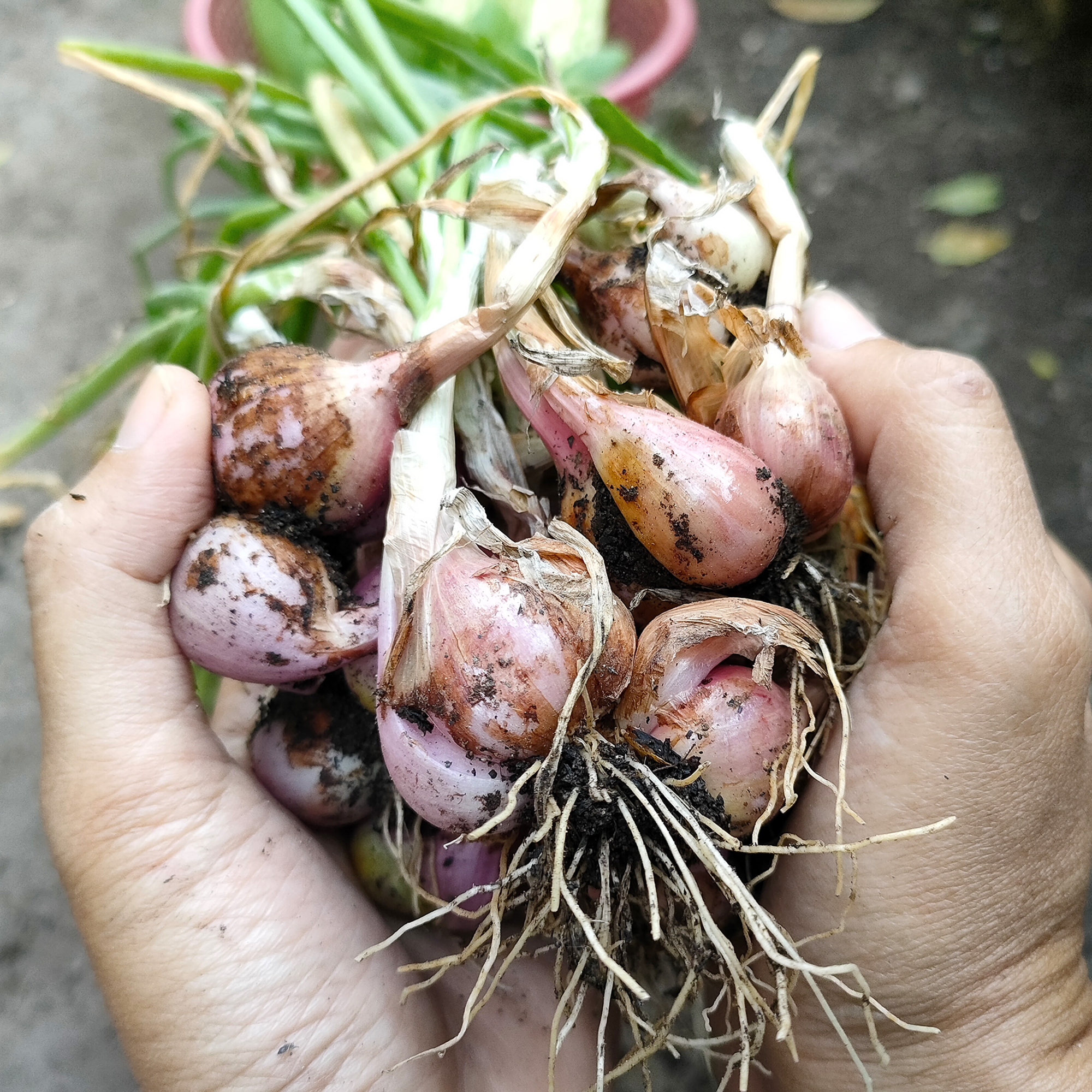 Gardener holds freshly harvested shallots