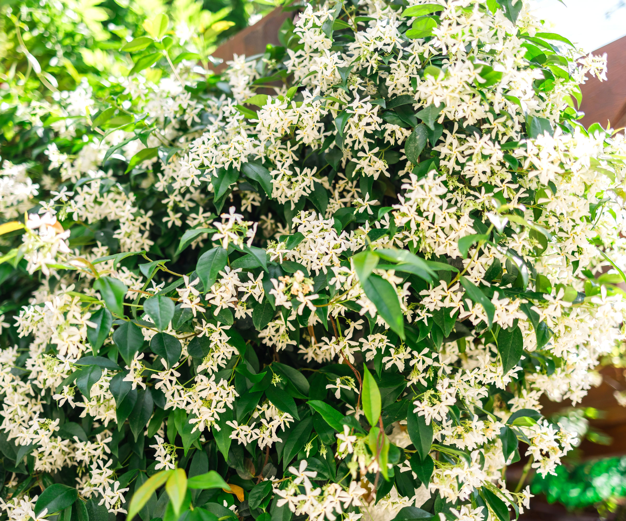 star jasmine plant with dainty creamy white flowers