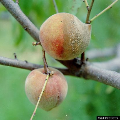 Brown Rot Fungus On Fruit Growing On Tree