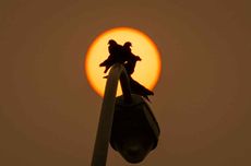 image of pigeons in the midday sun filtered by wildfire smoke
