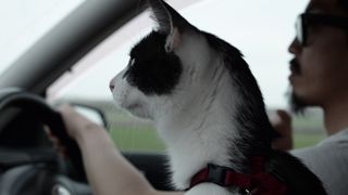 cats in the car