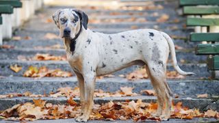 Catahoula Leopard Dog standing on steps with autumnal leaves around