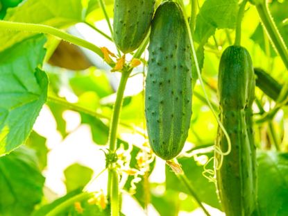 Cucumbers Growing In The Garden