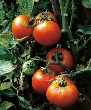 Tomatoes on tomato plant outside