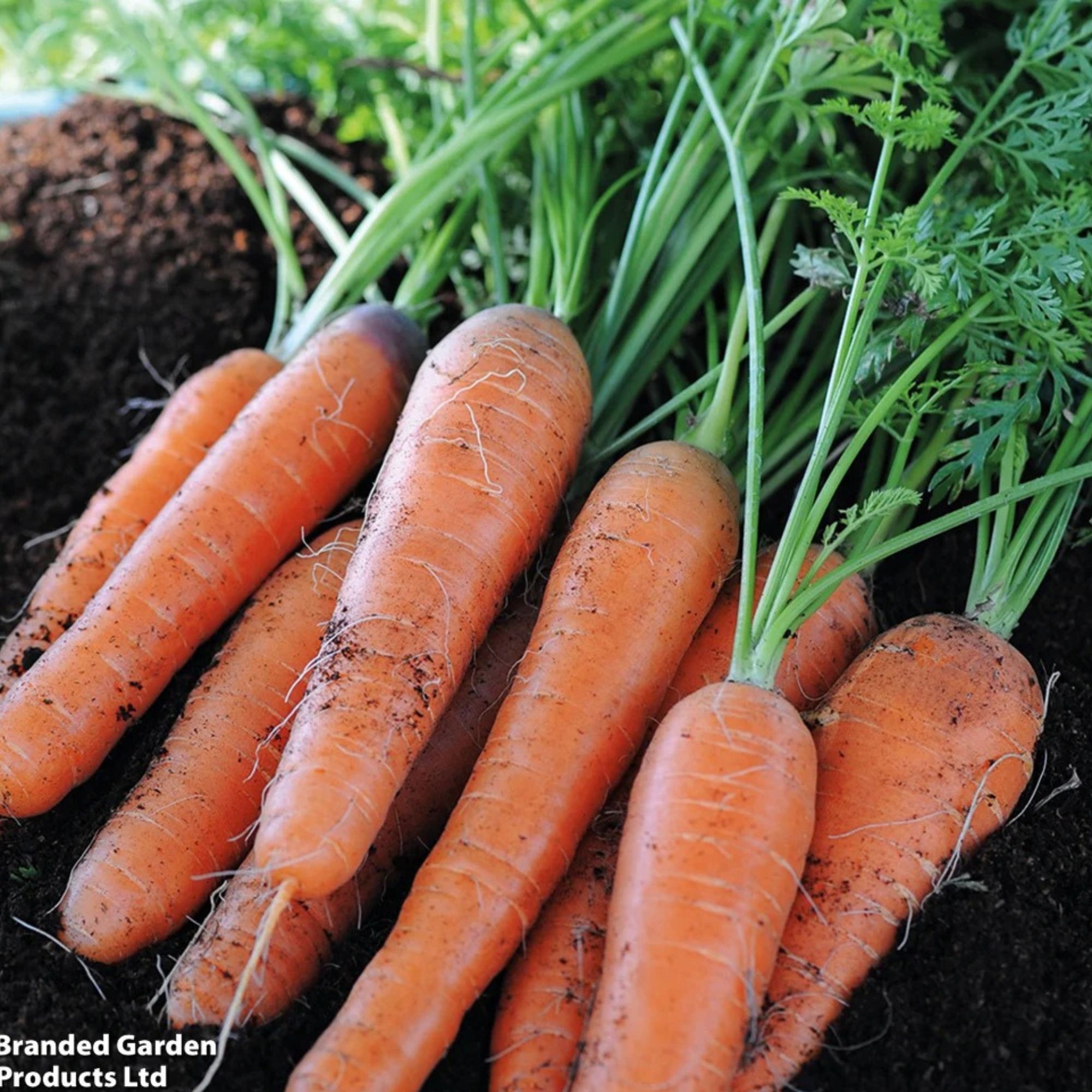 carrots