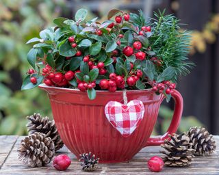 Christmas wintergreen displayed in red jug