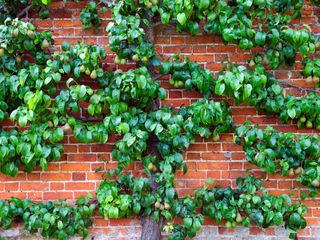 espaliered pear tree growing against wall