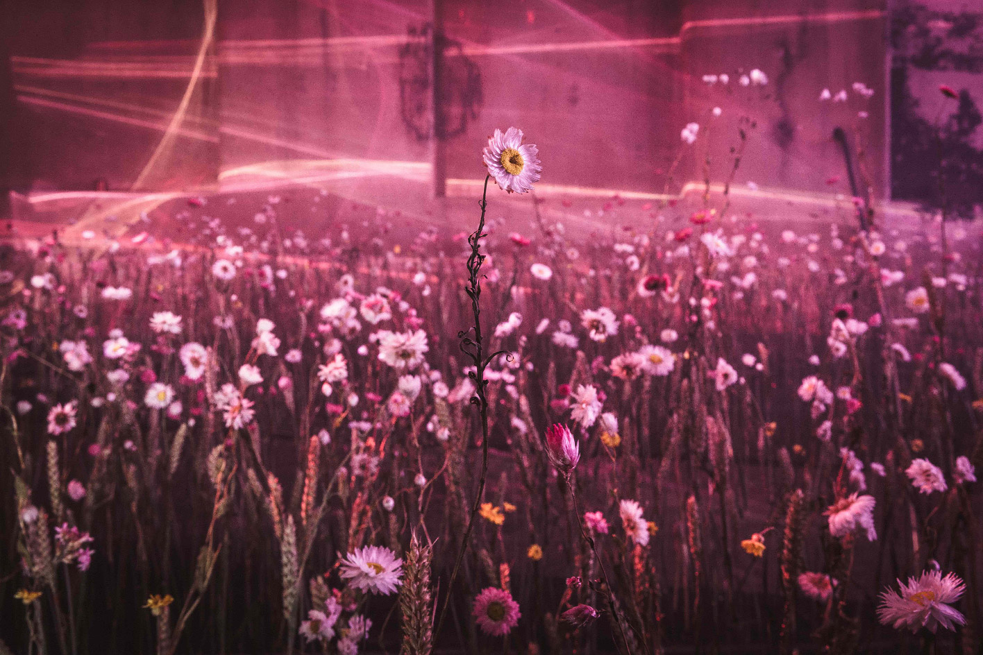 Detail of Fields of Dreams (Unity and Celebration)