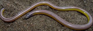 The Bakersfield legless lizard (Anniella grinnelli), which today ranges from downtown Bakersfield in the southern San Joaquin Valley to the Carrizo Plain National Monument 30 miles to the west.