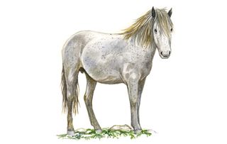 Native horse breeds of Britain