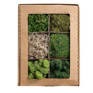 preserved moss box