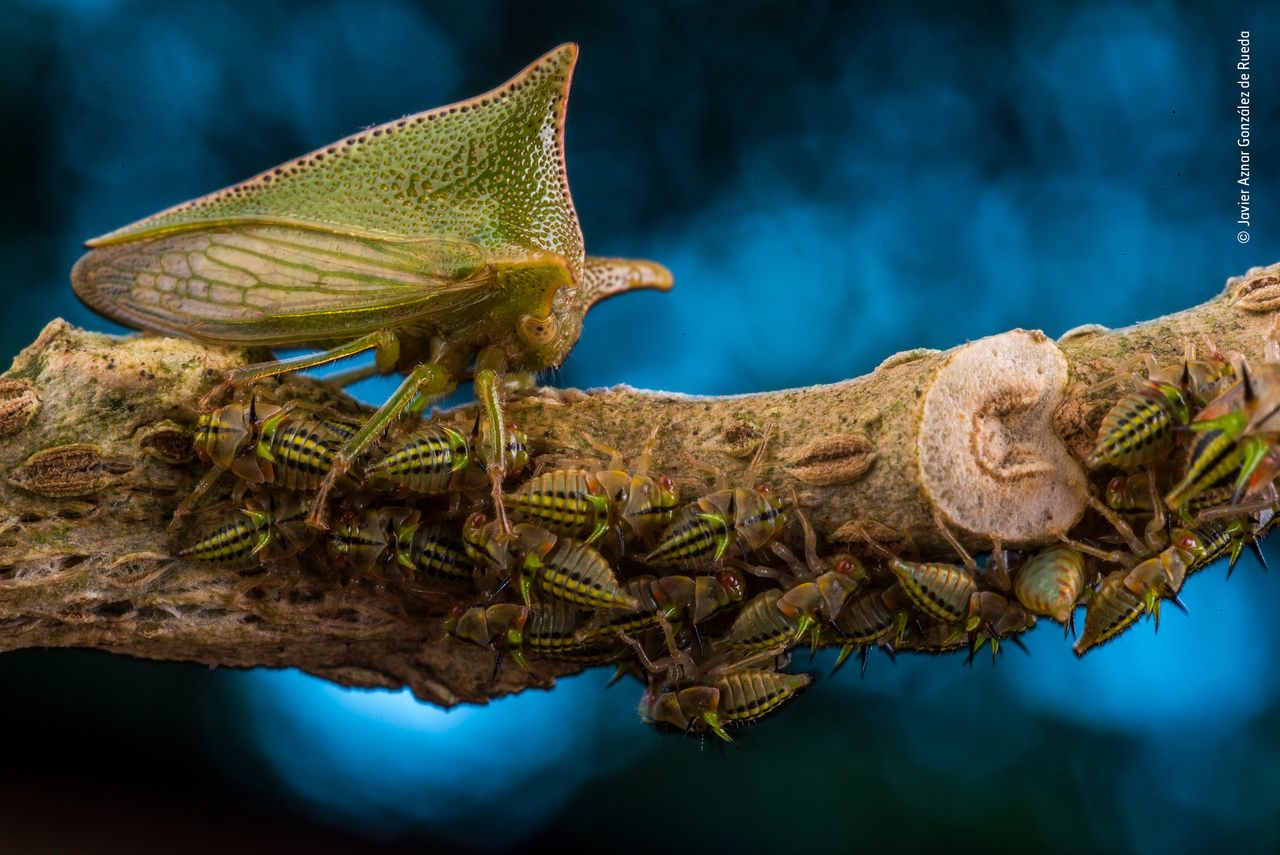 Mother defender by Javier Aznar Gonz&aacute;lez de Rueda, Spain Winner 2018, Wildlife Photographer Portfolio Award