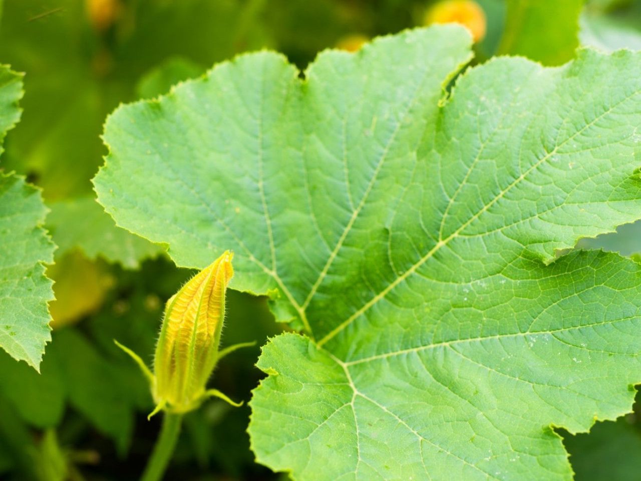 A squash leaf and yellow bud of a squash flower