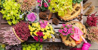 Pine cones and autumn flowers being potted to show a key a sensory garden idea