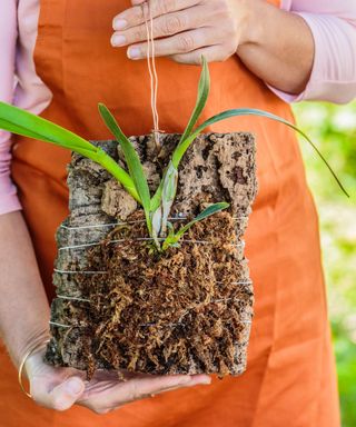 Grower proudly holds mounted orchid