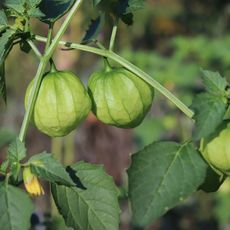 homegrown tomatillo in garden 