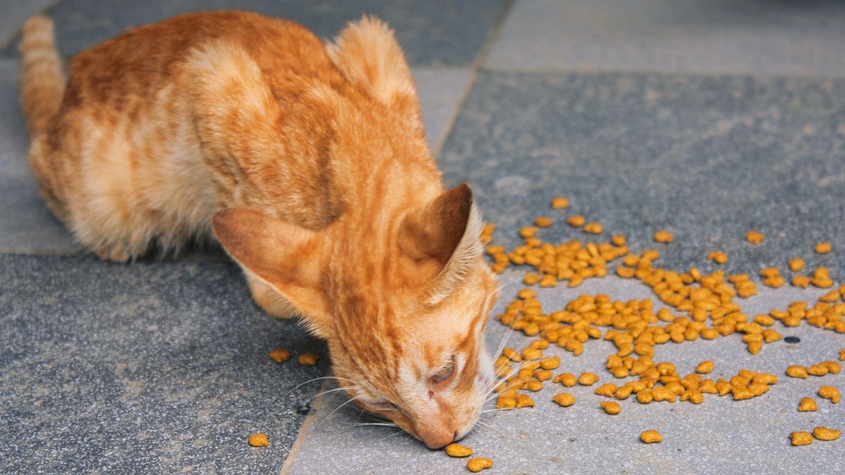 Cat eating dry food