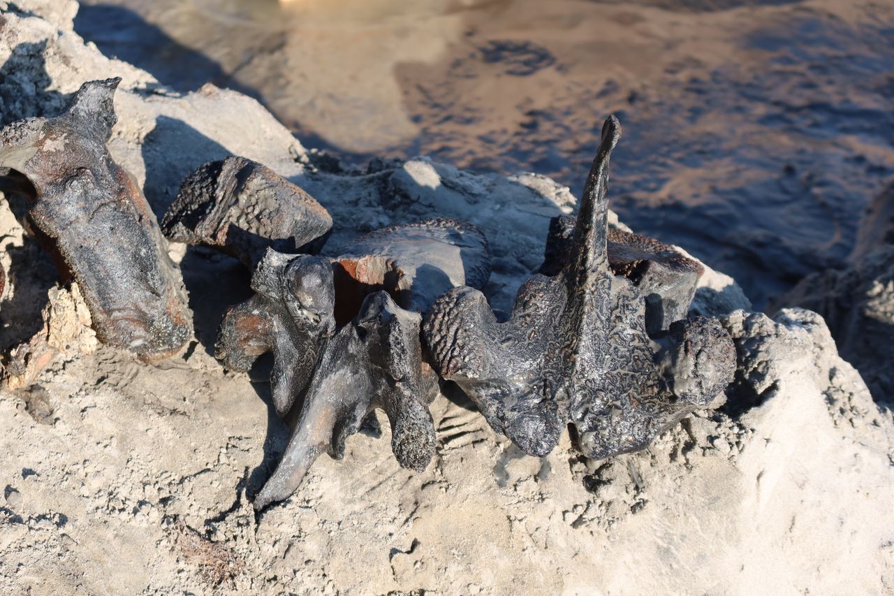 A close-up of the Tadibe mammoth's bones, which are at least 10,000 years old.