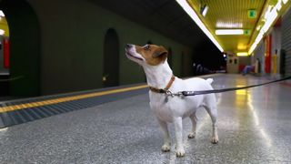 dog in underground station with collar and tag