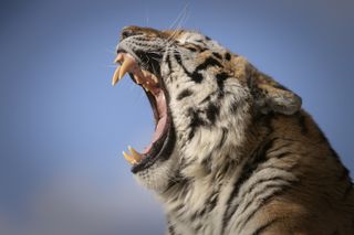 Is it roaring or yawning? Both look great in photos!