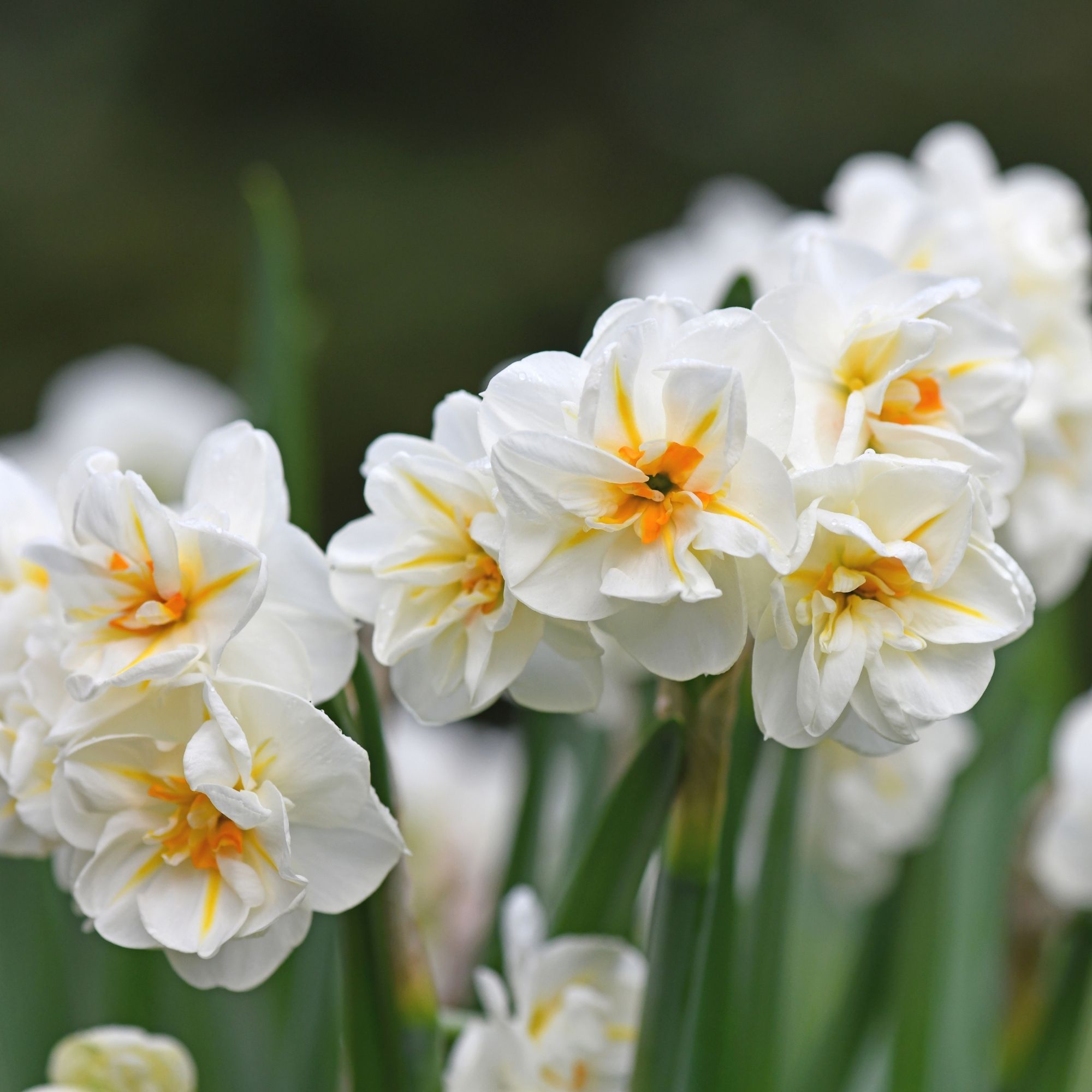 White ruffled daffodils growing in garden