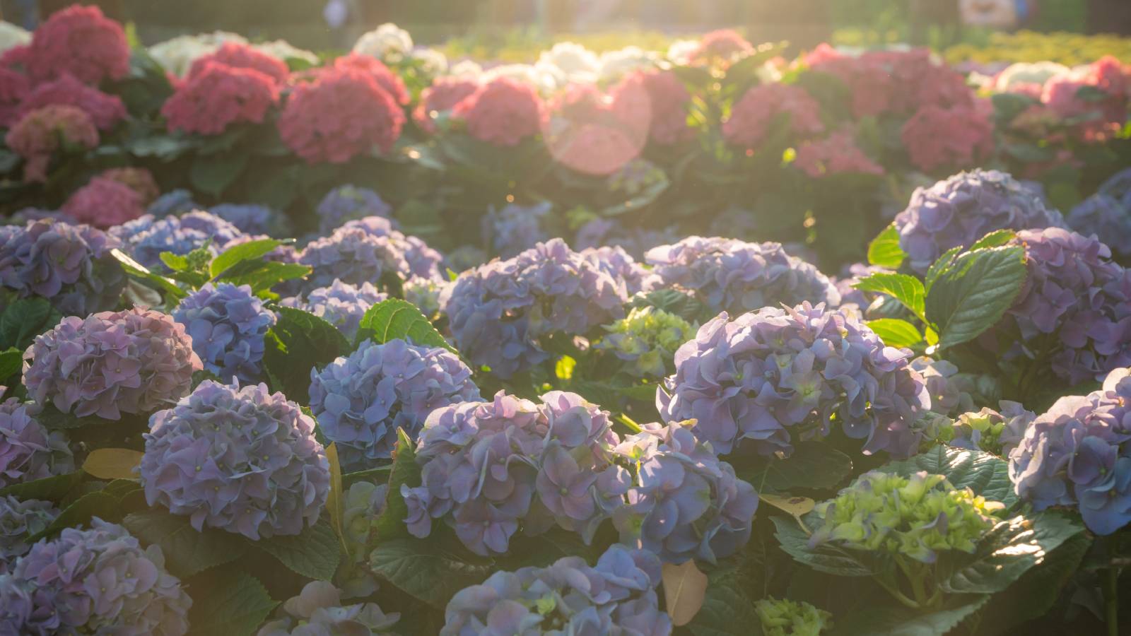 Pink and blue hydrangeas in shade and sun