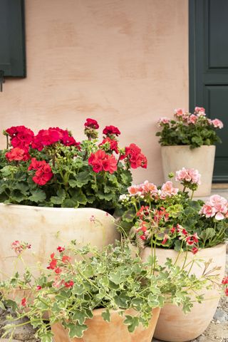 The front of a house with pelargoniums in concrete planters