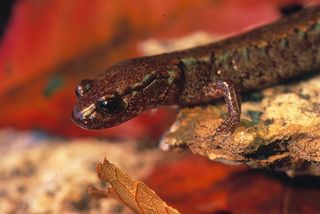 The Korean lungless crevice salamander, of the new genus Karsenia.