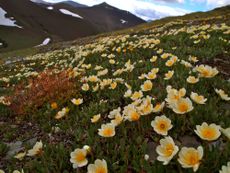 yellowstone to yukon