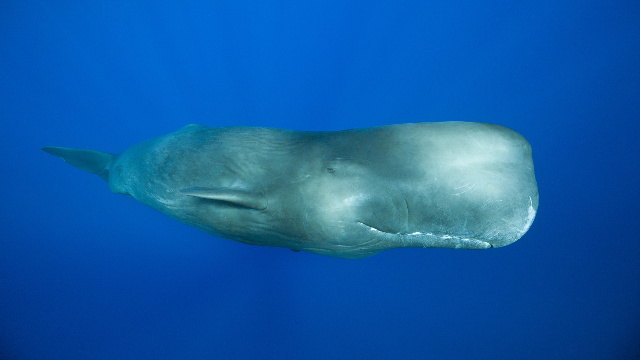 A photo of a sperm whale underwater. 