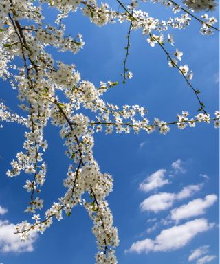 White flowering tree