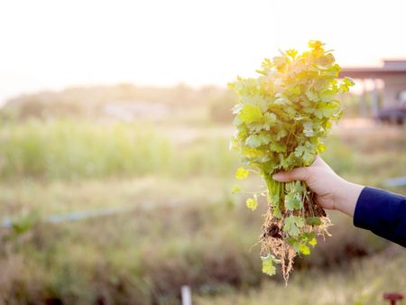 Harvesting Cilantro In The Garden